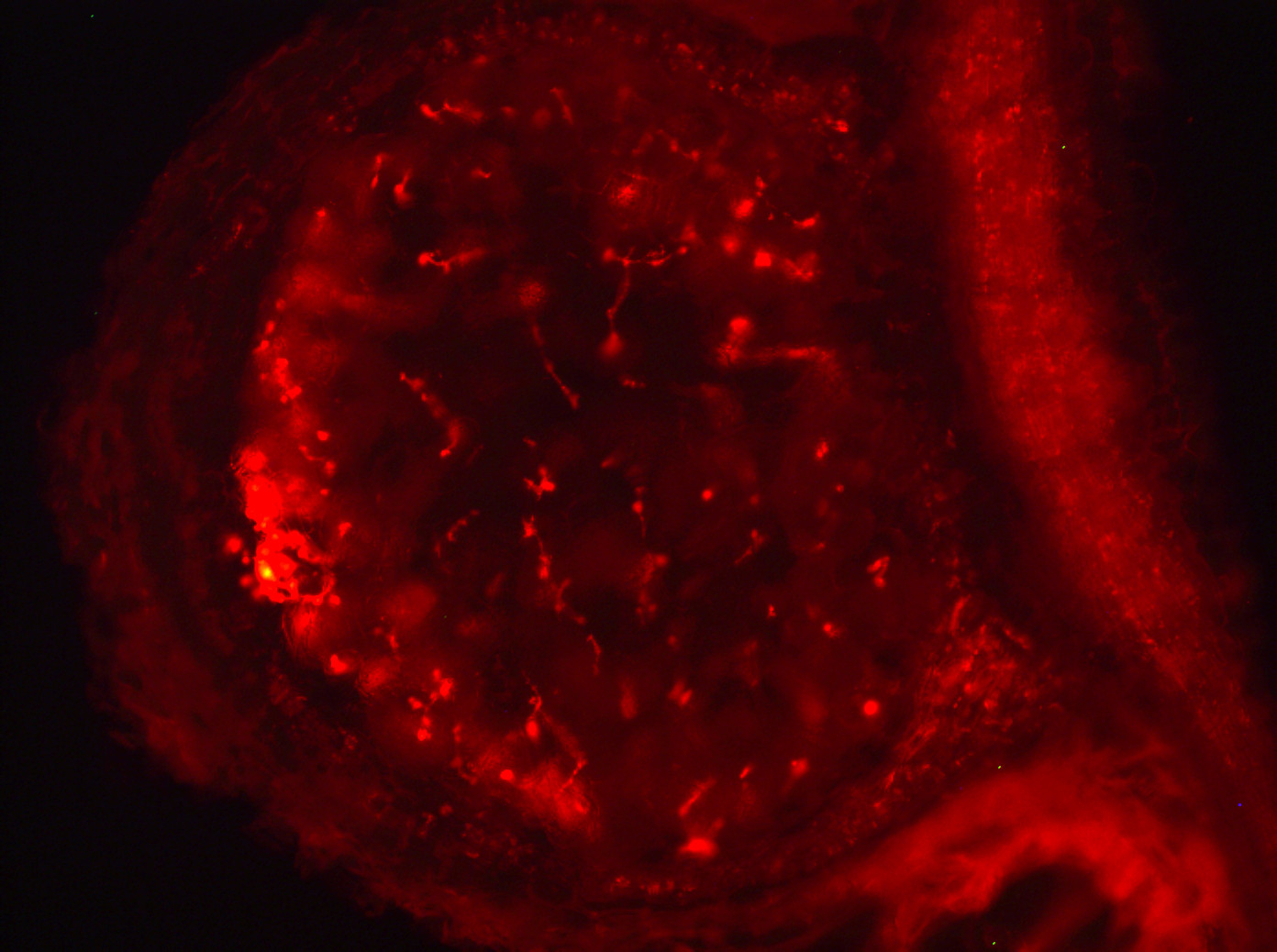 Knoellchen1_fluor_Filterpapier5